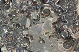 Polished Ammonite Fossil Slab - Marston Magna Marble #42112-1